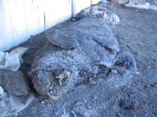 A mummified seal outside Scott's Hut.