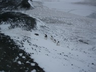Adelie penguins molting at Hut Point.